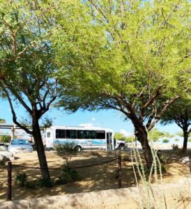 Buses in a parking lot on campus.