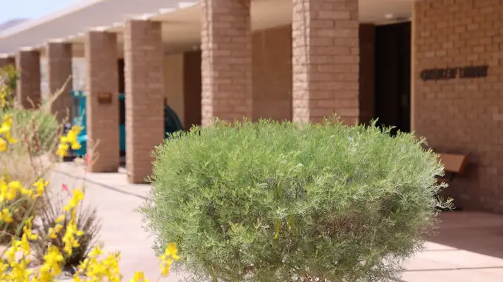 yellow broom flowers and lad's love shrub on campus