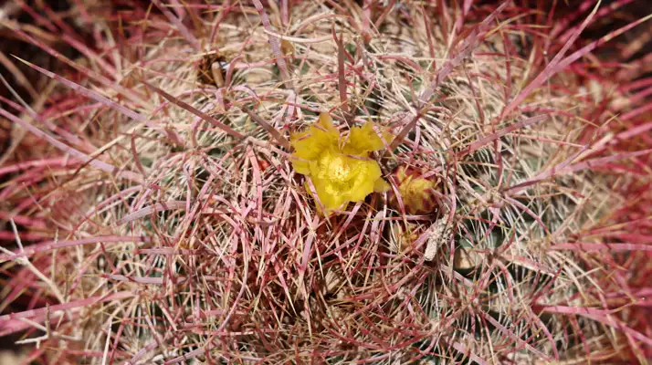 Le conte barrel cactus