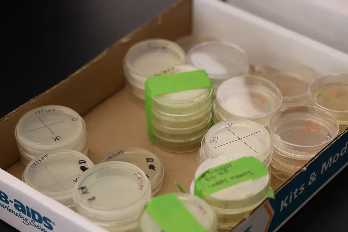 box full of labeled petri dishes