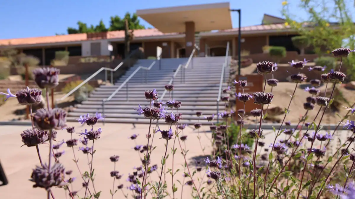 lavender colored flower bush sitting in front of the stairs to the Copper Mountain College entrance