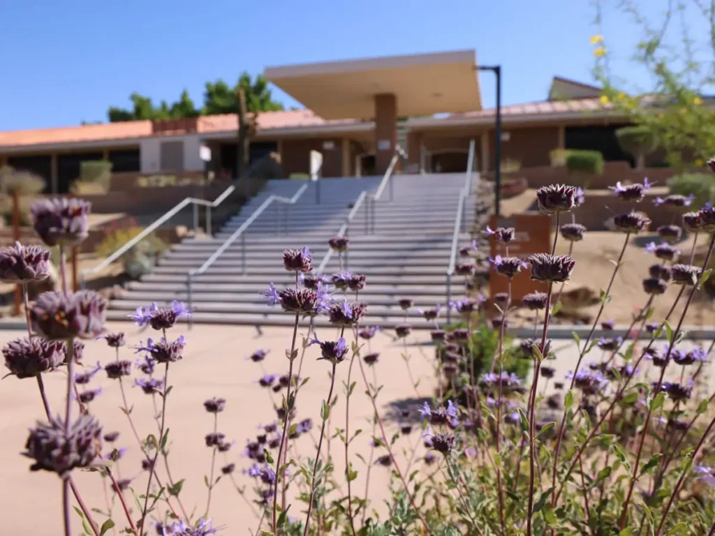 lavender colored flower bush sitting in front of the stairs to the Copper Mountain College entrance