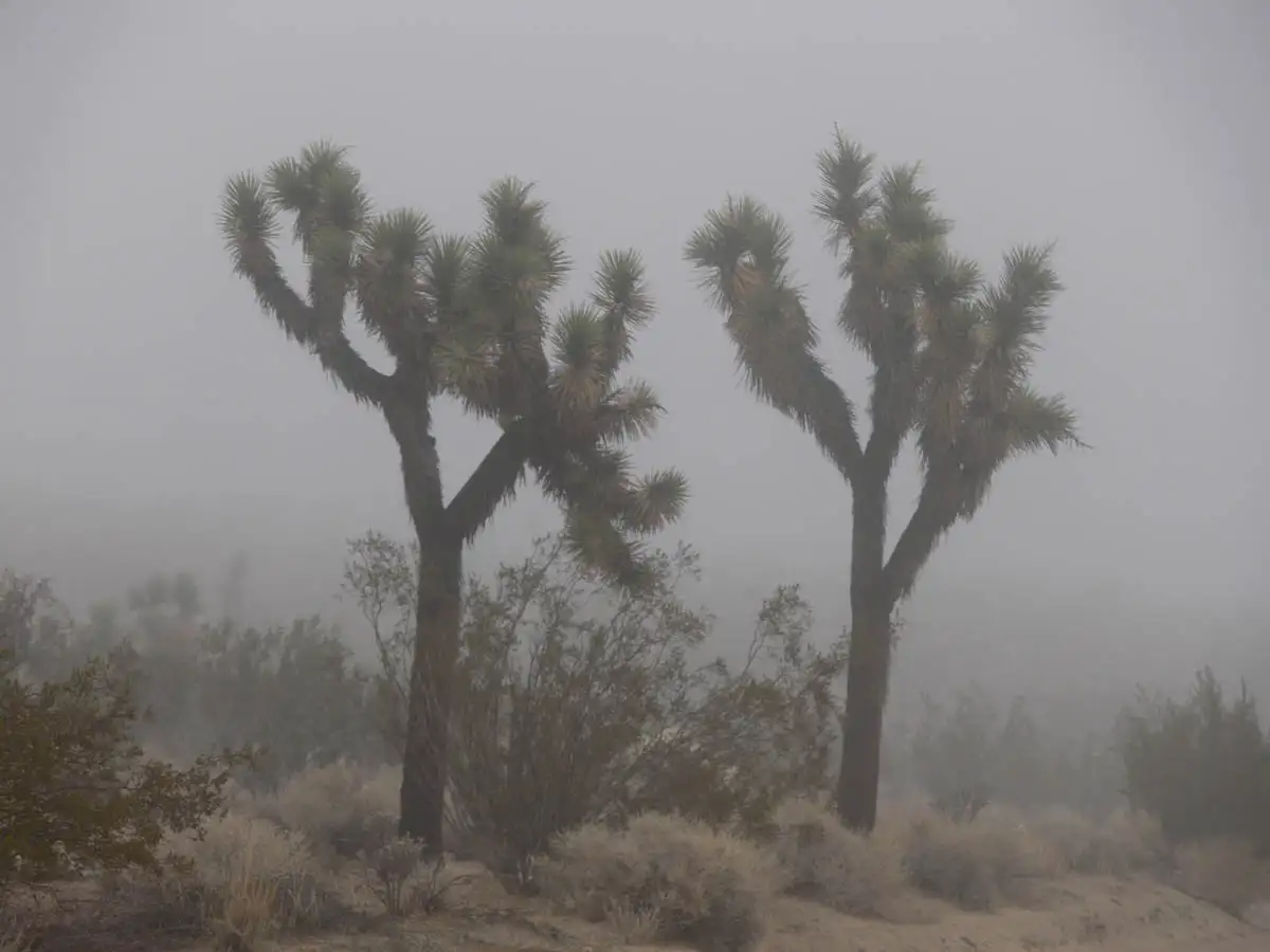 trees in the middle of a cloud of fog