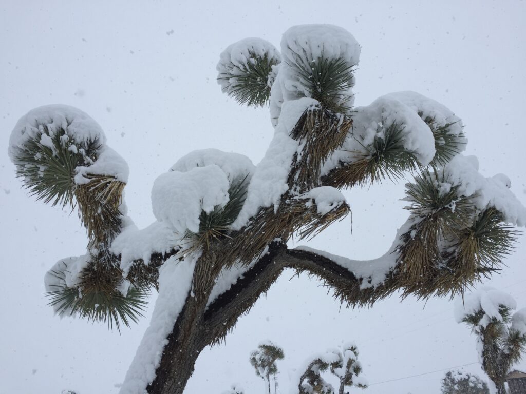 A Joshua Tree in snow
