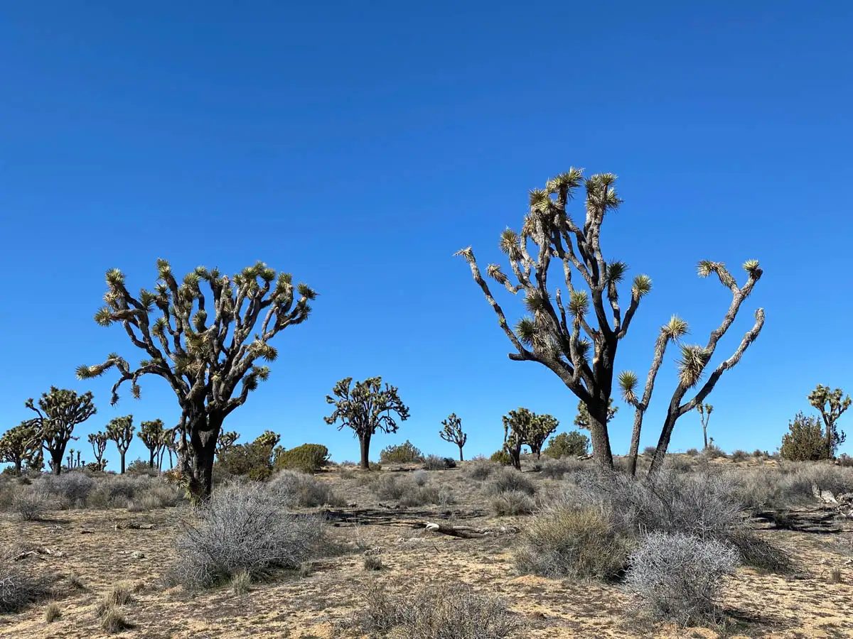 tall trees with green leaves at the ends standing out in front of the bright blue sky and mountain