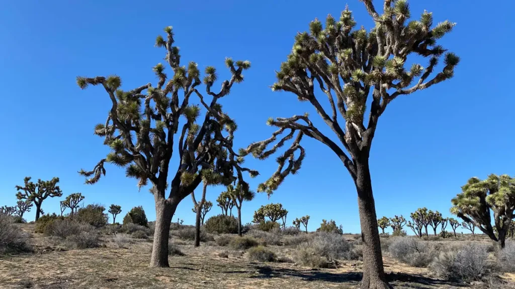 tall trees with green leaves at the ends standing out in front of the bright blue sky and mountain