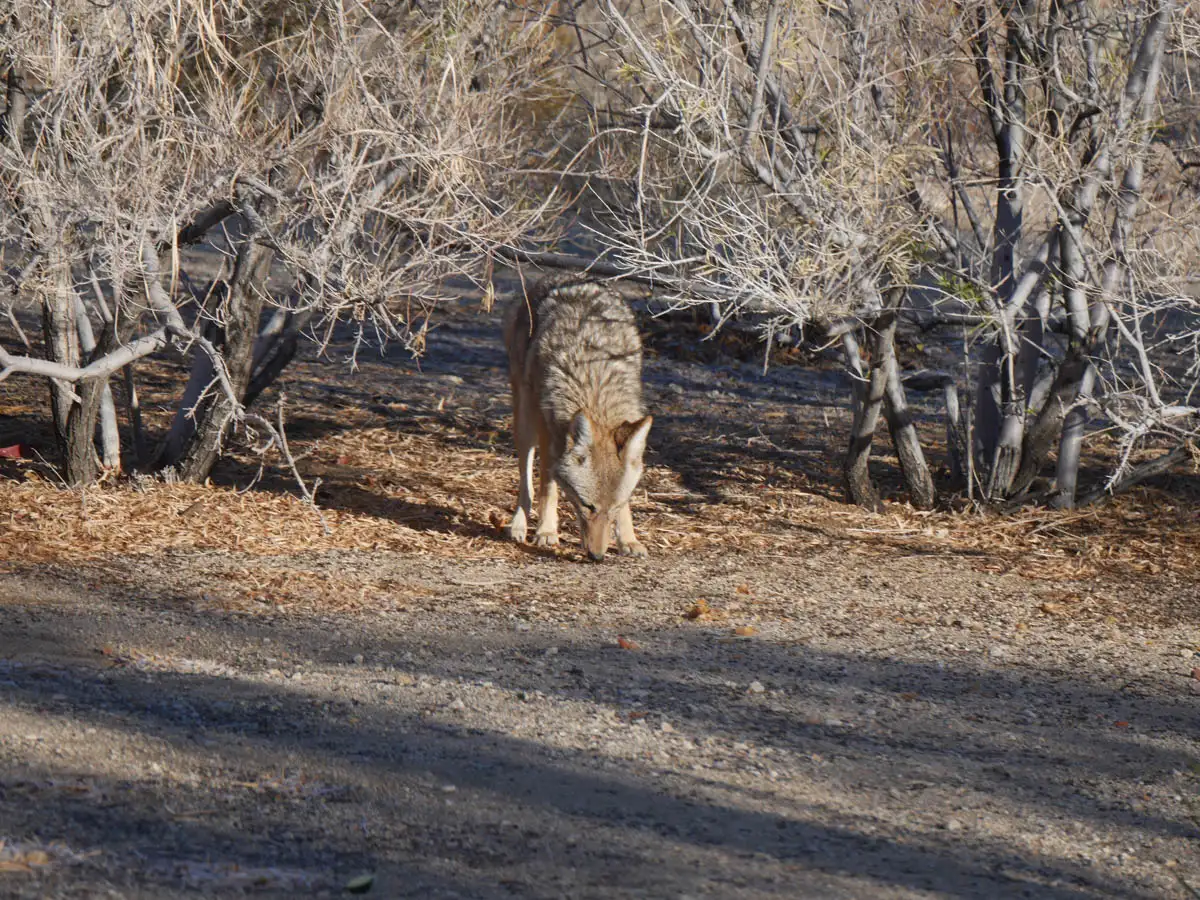 coyote sniffing around the trees