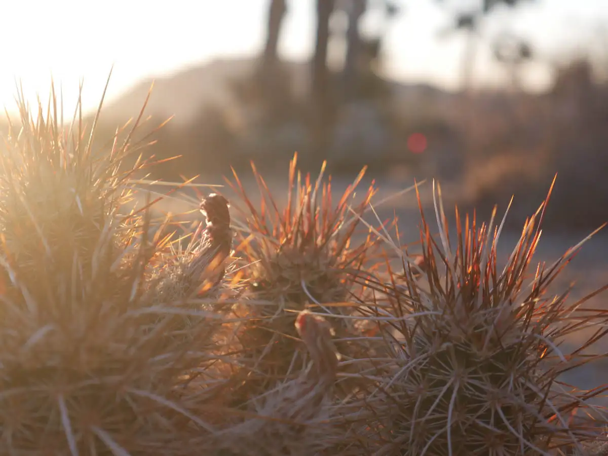 cacti branches in the desert sunrise