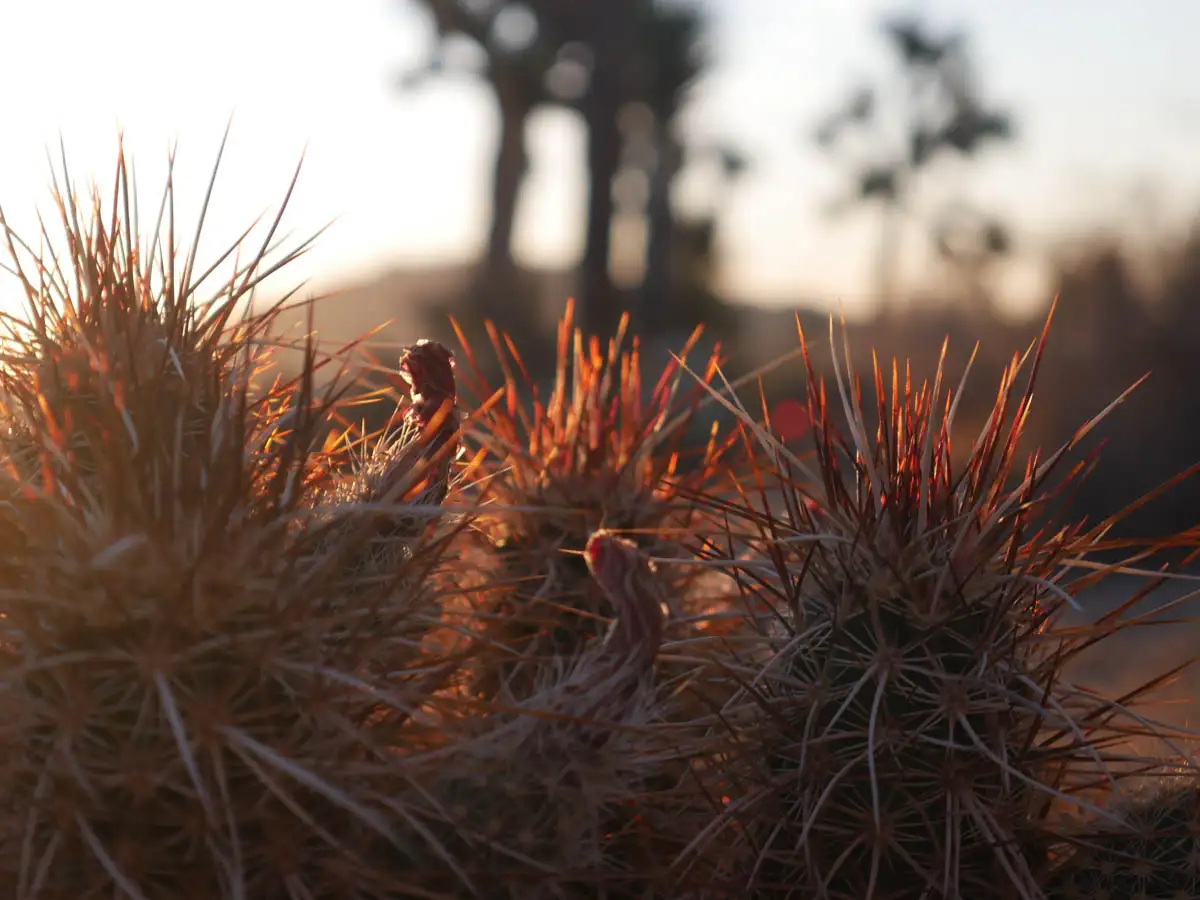 cacti branches in the desert sunrise