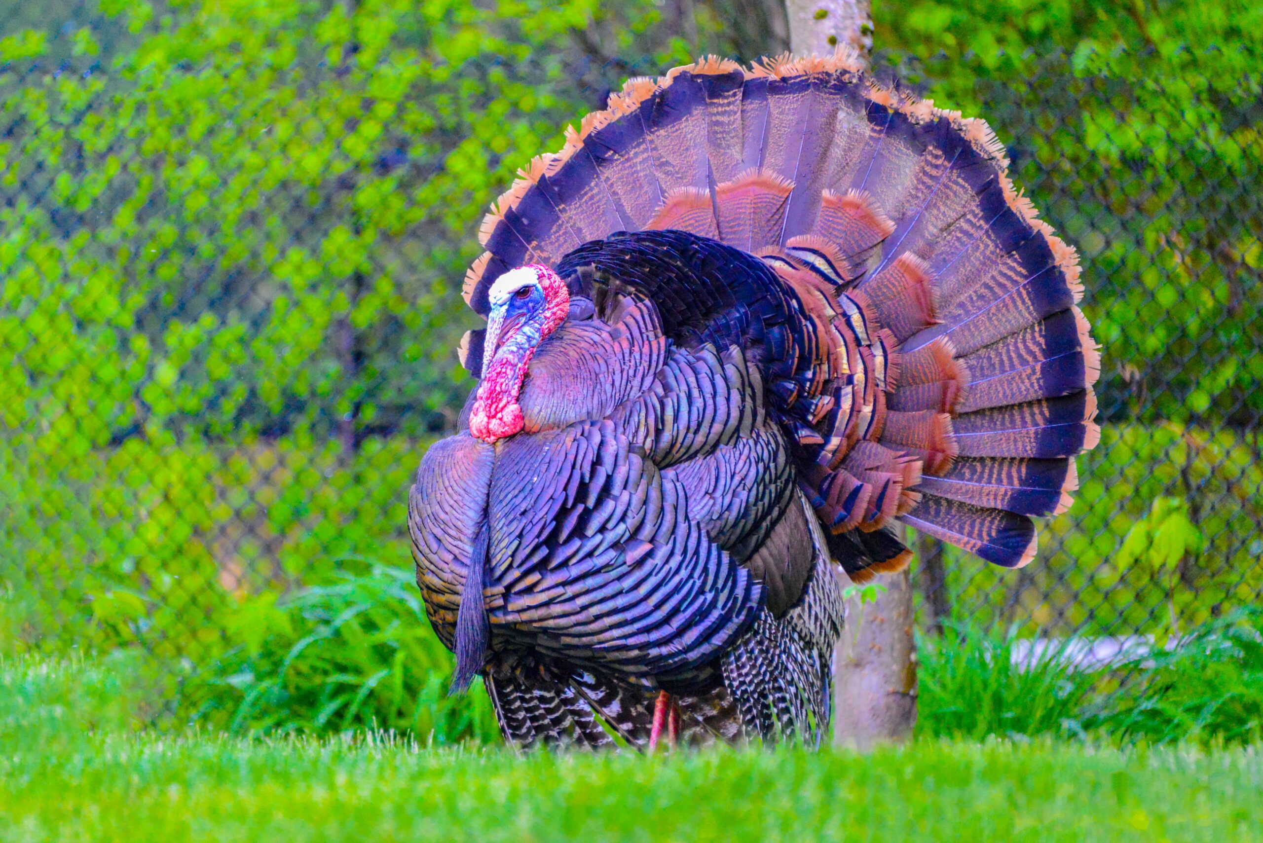 Turkey in a field
